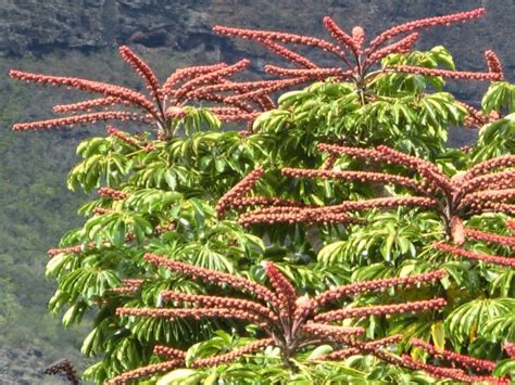 黑金树风水|Tako Tree